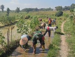 Dukung Ketahanan Pangan Wilayah, Babinsa Koramil 0810/03 Loceret Bantu Petani Tanam Padi
