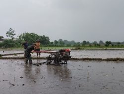Percepat Masa Tanam, Babinsa Dampingi Petani Bantu Bajak Sawah