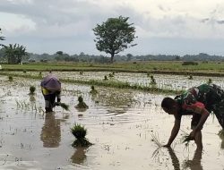 Dukung Ketahanan Pangan Wilayah, Babinsa Koramil 0810/03 Loceret Bantu Petani Tanam Padi