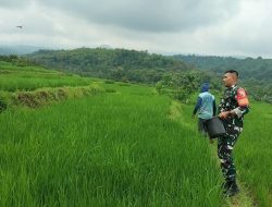 Meringankan Beban Masyarakat || Babinsa Desa Suru Terjun Kesawah Bantu Petani Memupuk Tanaman Padi