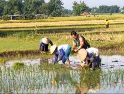 Percepatan Ketahanan Pangan Babinsa Koramil 0810/03 Loceret Bantu Petani Tanam Padi