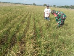 Babinsa Desa Kweden Melaksanakan Pendampingan Kepada Petani Dalam Merawat Tanaman Padi