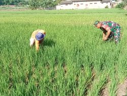 Babinsa Koramil 0810/03 Loceret Bantu Petani Cabut Rumput Liar Pengganggu Tanaman Padi