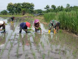 Tingkatkan Ketahanan Pangan Babinsa Koramil 0810/19 Jatikalen Bantu Petani Tanam Padi