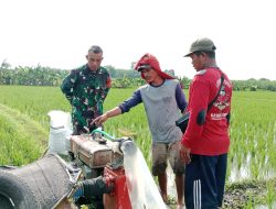 Melalui Mesin Pompa Air, Babinsa Bantu Petani Mengairi Sawah