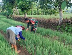 Babinsa Koramil 20 Ngluyu Melaksanakan Pendampingan Guna Mendukung Ketahanan Pangan