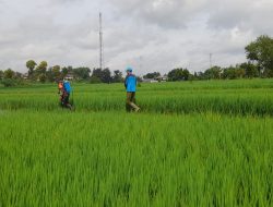 Pastikan Tanaman Tumbuh Subur Babinsa Laksanakan Pendampingan Penyemprotan Hama Padi Bersama Petani