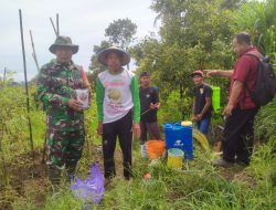 Babinsa Desa Klodan Aktif Berikan Sosialisasi Pupuk Terbaik Untuk Tanaman Dukung Ketahanan Pangan Nasional