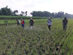 Kendalikan Hama Babinsa Koramil Jatikalen Bantu Petani Semprot Pestisida Tanaman Padi