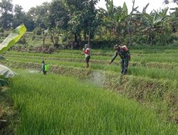 Sukseskan Swasembada Pangan Babinsa Koramil 18 Ngetos Lakukan Pendampingan Penyemprotan Tanaman Padi.