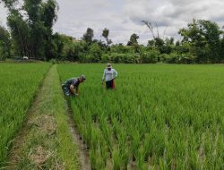 Ketahanan Pangan Jadi Prioritas Koramil 0810/20 Ngluyu Babinsa Kerja Keras Bantu Petani