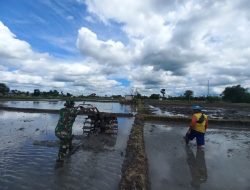 Optimis Babinsa Koramil 0810/02 Bagor Bersama Petani Garap Lahan Persiapan Tanam Padi