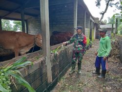 Marak Penyebaran PMK Babinsa Koramil Ngetos Aktif Sosialisasi Pentingnya Vaksin Kepada Peternak Sapi