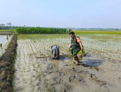 Nyemplung Sawah Babinsa Koramil 0810/13 Lengkong Bantu “TANDUR PARI” Petani