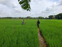 Dukung Program Pertanian Di Wilayah Binaan, Babinsa Bantu Petani Melaksanakan Penyiangan Tanaman Gulma Di Sawah.