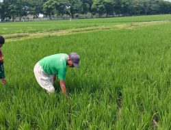 Babinsa Nganjuk Kota Terjun Langsung Bantu Kelompok Petani Bersihkan Gulma