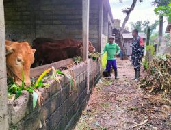 Babinsa Desa Suru Serda Wahyudi Melaksanakan Komsos Menyampaikan Informasi Dari Dinas Peternakan