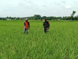 Babinsa Dampingi Petani Kendalikan Hama Dengan Metode Penyemprotan Insektisida