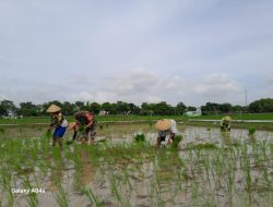 Pendampingan Babinsa Koramil 0810/01 Nganjuk Dibidang Pertanian Dirasakan Manfaatnya Oleh Petani