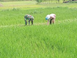 Babinsa Desa SUGIHWARAS Koramil 0810/20 Ngluyu mewujudkan ketahanan pangan, membantu petani perawatan tanaman padi didesa binaan