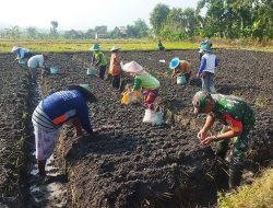 Babinsa Koramil 0810/20 Ngluyu Laksanakan Pendampingan Kepada Kelompok Tani