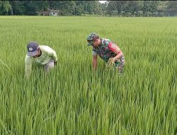 Jaga Kesuburan Tanaman, Babinsa Koramil Loceret Bantu Petani Cabut Rumput Liar Pengganggu Tanaman Padi
