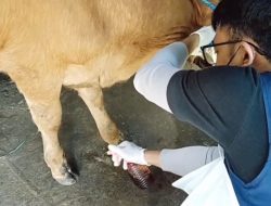 Kasus PMK di Nganjuk Meningkat Tembus Ratusan Kasus Begini Gejala, Cara Menular dan Mengatasi