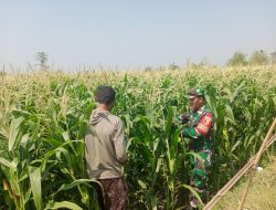 Pantau Pertumbuhan Tanaman Jagung, Bentuk Dukungan Babinsa Koramil Jatikalen Terhadap Program Swasembada Pangan