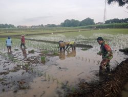 Bantu Petani Tanam Padi, Babinsa Mojo Dhuwur Koramil Ngetos Turun ke Sawah