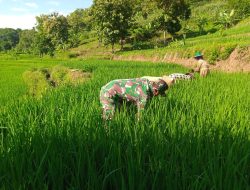 Babinsa Kepel Koramil Ngetos Bantu Petani Cabut Rumput Pengganggu Tanaman Padi