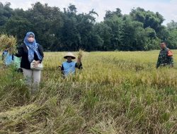 Babinsa Koramil Ngetos Laksanakan Pendampingan Petani Panen Padi Untuk Dijual Ke Bulog
