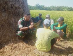 Temui Petani, Babinsa Berikan Motivasi Dan Pendampingan Guna Tingkatkan Hasil Pertanian