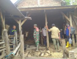 Antisipasi Wabah PMK, Babinsa Dampingi Petugas Kesehatan Hewan Lakukan Pengecekan Hewan Ternak