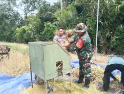 Babinsa Koramil 0810/18 Ngetos Bersama Bhabinkamtibmas Bersinergi Dukung Program Swasembada Pangan