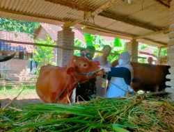 Antisipasi wabah PMK, Babinsa Dampingi Petugas Kesehatan Hewan Periksa Hewan Ternak