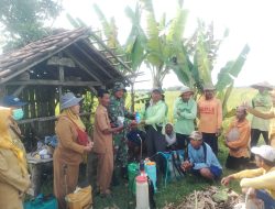 Tingkatkan Hasil Produksi Padi, Babinsa Koramil Rejoso Bersama PPL Dampingi Poktan Kegiatan Gerakan Pengendalian Organisme Pengganggu Tanaman (OPT)