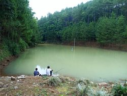 Embung Estumulyo Sawahan, Surga Tersembunyi yang Terlupakan