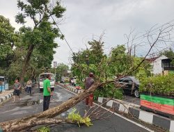 Hujan Deras Disertai Angin Kencang di Nganjuk Akibatksn 3 pohon tumbang Menganggu Akses Jalan