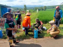 Babinsa Desa Kuncir Laksanakan Pendampingan Bersama Dinas PPL Sosialisasi Hama Padi