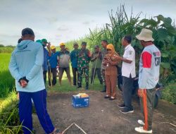 Babinsa Koramil 0810/09 Ngronggot Bersama PPL Sosialisasi Penanggulangan Hama Tikus Kepada Petani