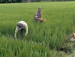 Babinsa Koramil 0810/03 Loceret Bantu Petani Cabut Rumput Liar Pengganggu Tanaman Padi