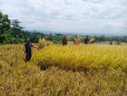 Sukseskan Swasembada Pangan Babinsa Koramil 0810/15 Rejoso Dampingi Petani Panen Padi di Desa Bendoasri