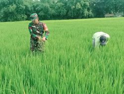 Guna Hasil Panen Melimpah Babinsa Koramil 0810/03 Loceret Cabut Rumput Liar Pengganggu Tanaman Padi