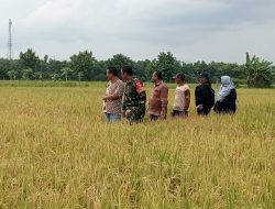 Babinsa Koramil 0810/04 Berbek Bersama BPP Dan Bulog Survei Padi Siapa Panen Di Wilayah