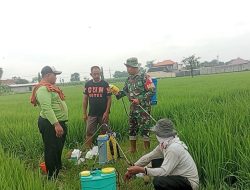Dukung Program Hanpangan Babinsa Koramil 06 Kertosono Komsos Dengan Petani Guna Meningkatkan Hasil Panen
