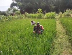 Ringankan Beban Warganya Babinsa Koramil 03 Loceret Bantu Petani Cabut Rumput Liar Pengganggu Tanaman Padi