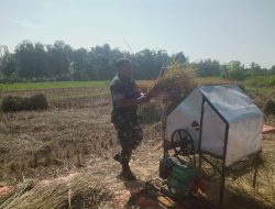 Babinsa Desa Mojo Duwur Bantu Petani Memanen Padi Di Ladang