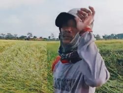 Padi Siap Panen Malah Roboh Diterjang Hujan Disertai Angin Kencang Petani Telan Kerugian