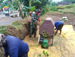 Sukseskan Program Swasembada Pangan Wilayah, Babinsa Koramil Ngetos Dampingi Petani Panen Padi