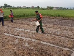 Wujudkan Swasembada Pangan, Babinsa Koramil 0810/04 Berbek Bantu Petani Tebar Bibit Padi